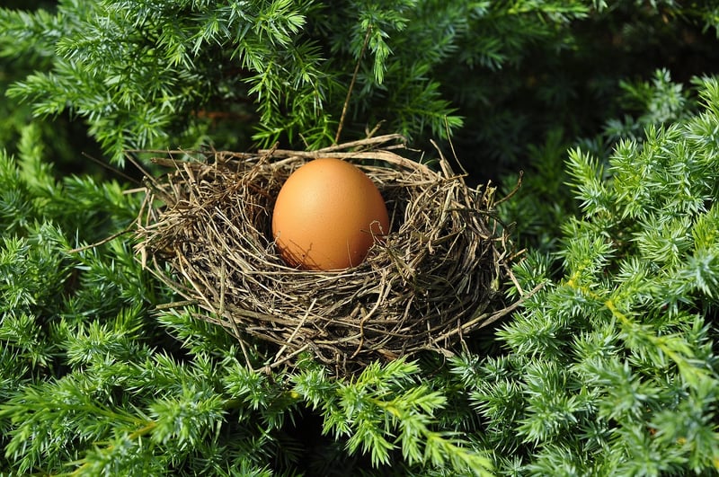 Griffin's Nest